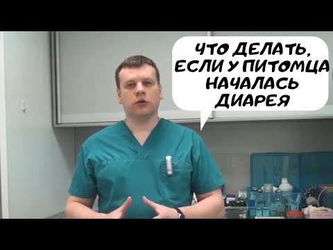 Видео: Что делать, если у питомца началась диарея