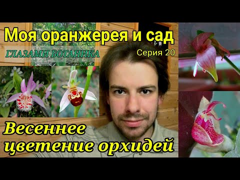 Видео: Моя оранжерея и сад — Серия 20 — Весеннее цветение орхидей / Башмачок / Офрис / Плейоне / Рестрепия