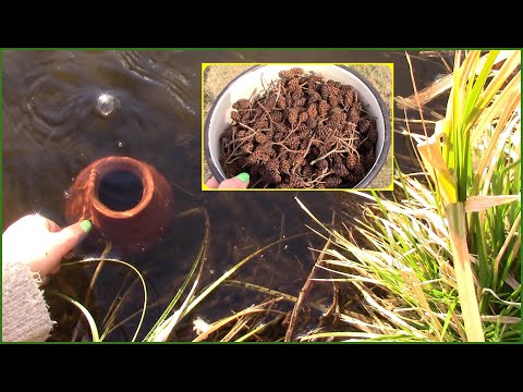 Видео: Ольха Самодельный натуральный краситель Татьяна Беспалова