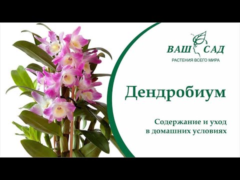 Видео: Орхидея Дендробиум - Самые важные правила ухода и выращивания от Ваш сад