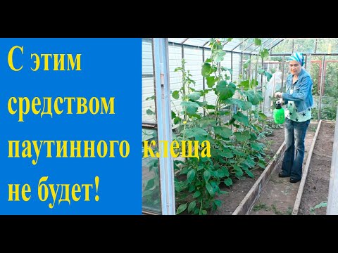 Видео: Как бороться с паутинным клещом