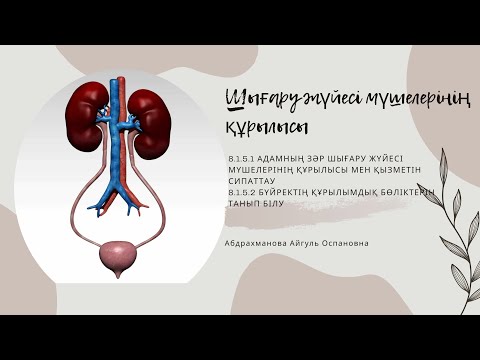 Видео: Шығару жүйесі мүшелерінің құрылысы. 8-сынып. 7-Бөлім. Бөліп шығару