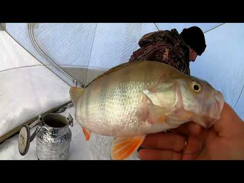 Видео: Рыбалка на Сергеевском Водохранилище в мороз. Окунь на сало, балансир, мормышку.