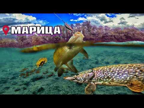 Видео: Хванахме 5 вида риби + нарушители по Марица