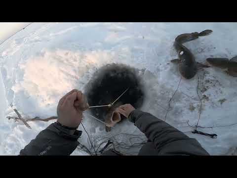 Видео: (26)Зимняя рыбалка на Енисее. Отличный улов налима на перемёты.