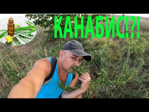 Видео: КАНАБИС CANNABIS SATIVA WEED #forageharvest #herbs #билки #nature #cannabisbenefits #природа
