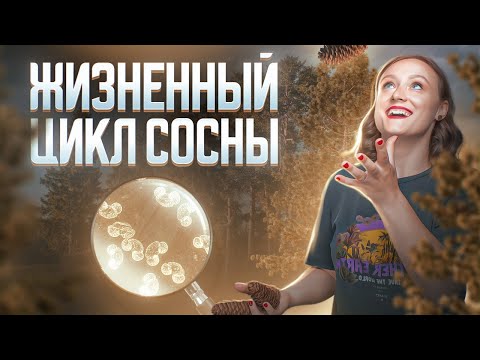 Видео: Жизненный цикл сосны | Задание 3 и 28 | ЕГЭ-2025 по биологии