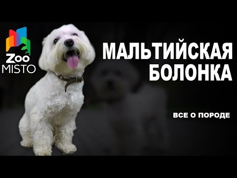 Видео: Мальтийская Болонка - Все о породе собаки | Собака породы - Болонка