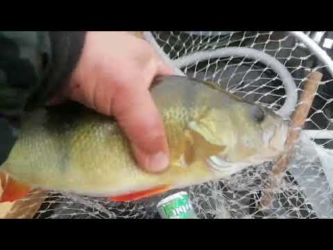 Видео: Красавцы окуни на Сааремаа. 
