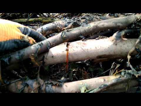 Видео: Раскрытие инжира, часть 1