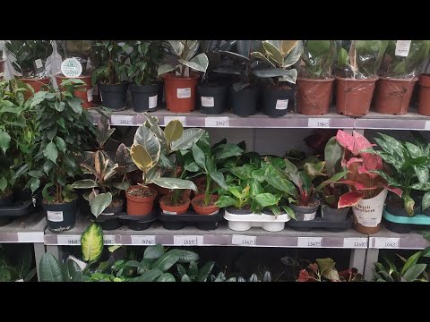 Видео: Ростов-на-Дону, Ашан на Пойменной - цветочки🌵🌵🌵🌱🌱🌱🌱🌱🥀🥀🥀🥀🌺🌸