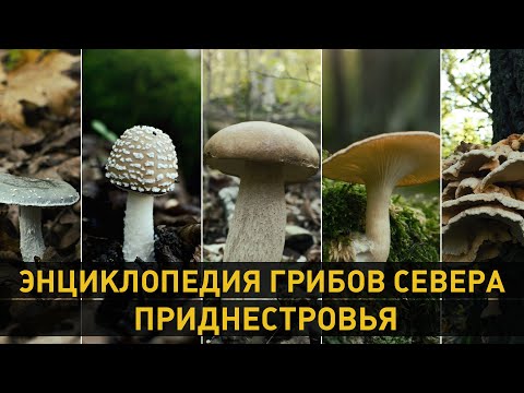 Видео: Энциклопедия грибов севера Приднестровья. Белый гриб, опята, лисички, трутовик. 2 кадра 29.10.2020