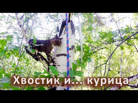 Видео: Хвостик не хочет ЖРАТ