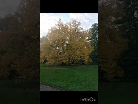 Видео: Осінь 🍁🌰🍄#швейцарія #наталинікози #autumn #knitting #вязанняспицями