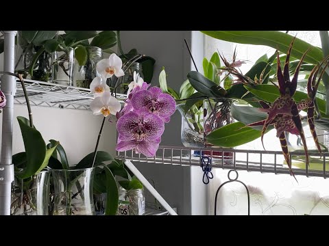 Видео: Удобрение орхидей в водной культуре.