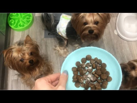 Видео: VLOG:Собаки не едят корм, что делать ? Ночной дожор спасает 😂йорки|шпиц малоежки