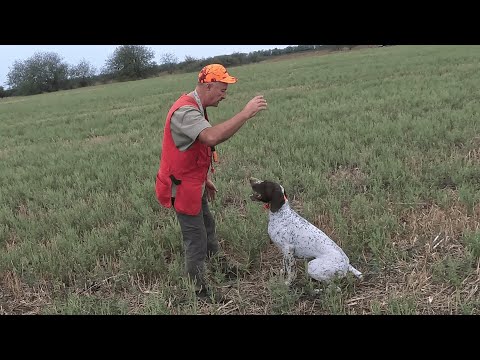 Видео: Охота на перепела с курцхааром.