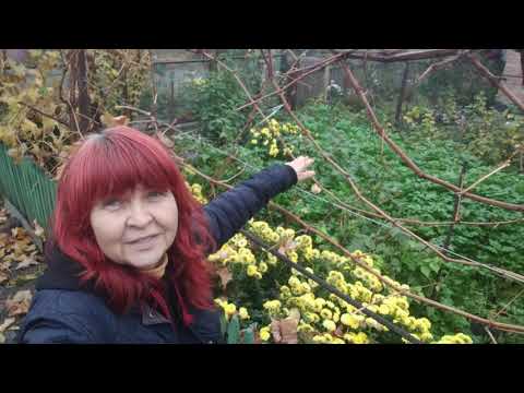 Видео: КРИВИЙ РІГ 10 ЛИСТОПАДА 2025.СВІТЛО ТА ІНТЕРНЕТ НА СЬОГОДНІ ЦЕ СВЯТО!РОБОТИ КУПА,АЛЕ ПІШЛИ ДОЩІ !!?