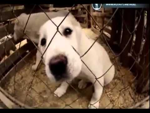 Видео: 'Планета собак'  Среднеазиатская овчарка 2014