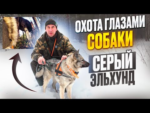 Видео: СОБАКА-ВИДЕООПЕРАТОР ОХОТА НА ЛОСЯ