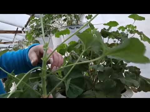 Видео: Формировка маточного куста пеларгонии,черенкование, 20%-я новогодняя скидка на черенки.