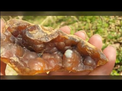 Видео: Весенний поход в овраги Старой Ситни за агатами и окаменелостями, неожиданная встреча и находки