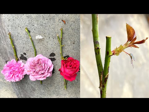 Видео: Как привить 3 цветные розы на 1 ветку | Прививка роз