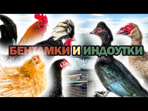 Видео: ПРОИСШЕСТВИЕ В ХОЗЯЙСТВЕ! Бентамки декоративные! Голландские белохохлые! Куры и Индоутки! 🐔🐓🦆