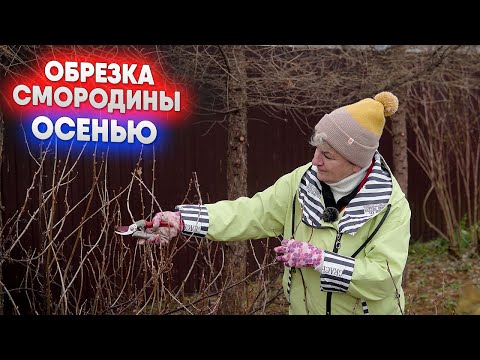Видео: Как обрезать смородину осенью