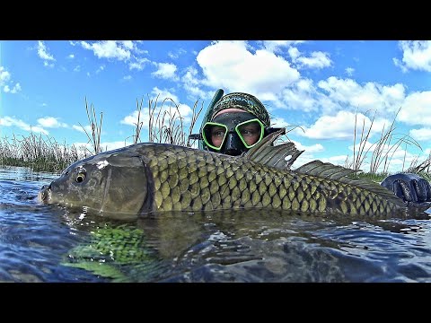 Видео: Красивая Подводная Охота .Трофей Взят. Подводная Охота в Татарстане