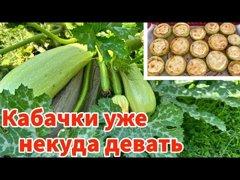 Видео: ВКУСНЫЙ И ПРОСТОЙ РЕЦЕПТ ИЗ КАБАЧКОВ. УРОЖАЙ КАБАЧКОВ ВООБЩЕ БЕЗ ПОДКОРМОК