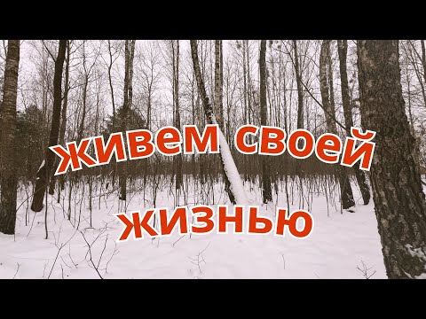 Видео: БРОСИЛИ ВСЕ, УЕХАЛИ ЖИТЬ В ДЕРЕВНЮ. Московская сторожевая копирует поведение йоркширского терьера.