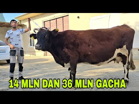 Видео: RAZZOQJON ukamizdan yangi partiya hamyonbopdan zo'rigacha 30 октября 2025 г.