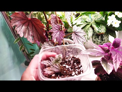 Видео: Это реально ❗ Размножение тростниковой бегонии сегментом листа ✂️🌱