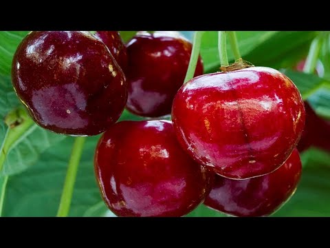 Видео: ГИЛАС КОЧОТТОРДУ КАНТИП ТУУРА ОБРЕЗКА КЫЛАБЫЗ… Кызылкыялык Таваккал акабиздан лайфхак .