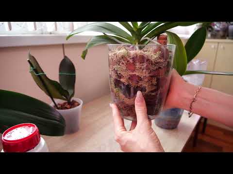 Видео: Убедили. Купила для орхидей удобрение. Тестирую.