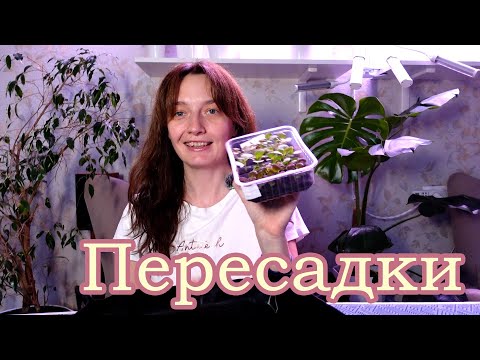 Видео: Будни цветовода, цветочный дневник. Пересадки пикировки колеусов сеянцев. Посадка семян Астрофитумов