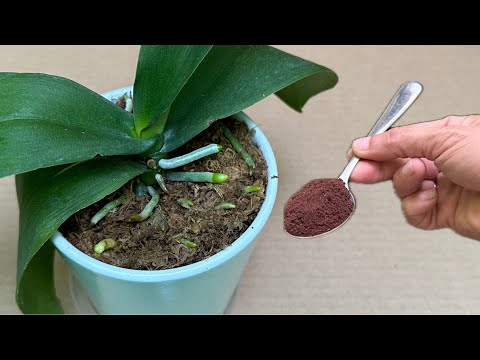 Видео: 1 ложка на горшок - Внезапно орхидея отращивает супер-корни и цветет супер-цветами!