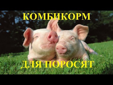 Видео: Четыре рецепта комбикорма для поросят