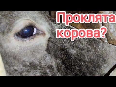 Видео: Чи тільна корова❓Роздій✔️Працюємо на знос