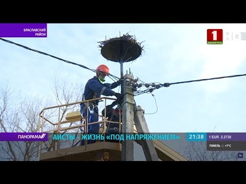 Видео: Способ сохранять гнезда аистов на опорах ЛЭП нашли в Витебской области