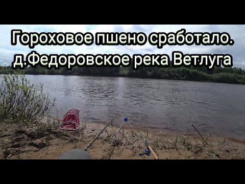 Видео: Прикормка сработала Язь,подлещик,плотва на фидер.река Ветлуга
