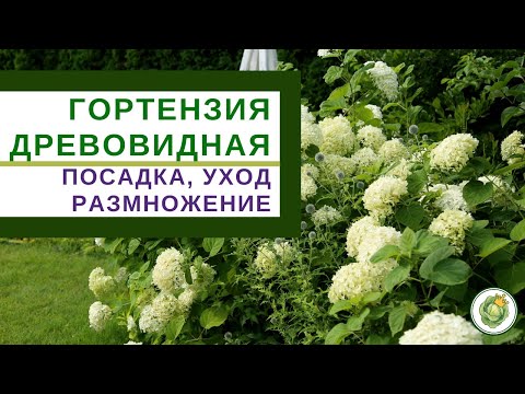 Видео: ГОРТЕНЗИЯ ДРЕВОВИДНАЯ - посадка, уход, размножение