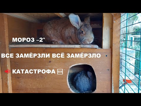 Видео: 🐰КРОЛИКИ🐰ВСЁ ПРО КРОЛИКОВ🐇ДАЧA⛪ГЕРМАНИЯ