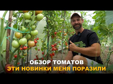 Видео: МЕГА УРОЖАЙНЫЕ ТОМАТЫ И НЕУДАЧНЫЕ СОРТА. Обзор сортов и гибридов томатов.