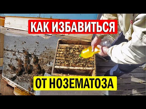 Видео: Чем помочь иммунитету пчел? ЭФФЕКТИВНАЯ профилактика от нозематоза!