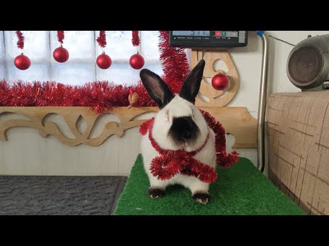 Видео: Вес и стандарт калифорнийского кролика