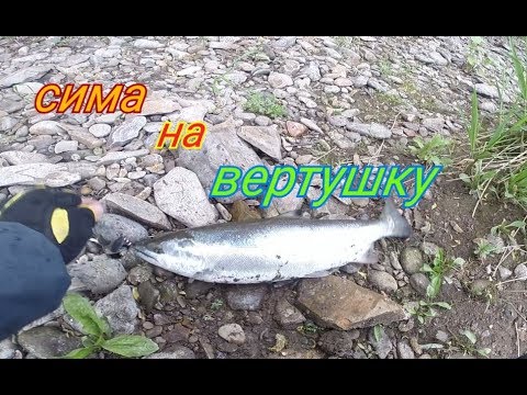 Видео: Ловля симы на вертушки!