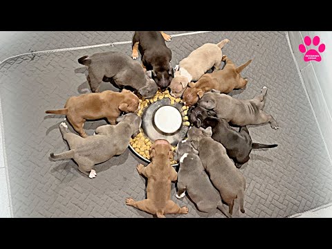 Видео: Щеночки-лепесточки пробуют сухой корм впервые в жизни! Их отобрали от мамы.