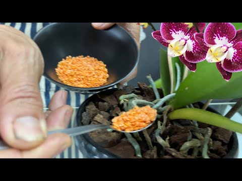 Видео: Всего 1 чайная ложка в неделю! Внезапно орхидеи выпускают на 500% больше цветочных ветвей.